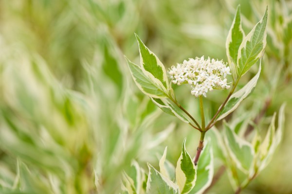 Argenteovariegata