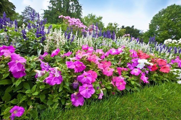 清除花床